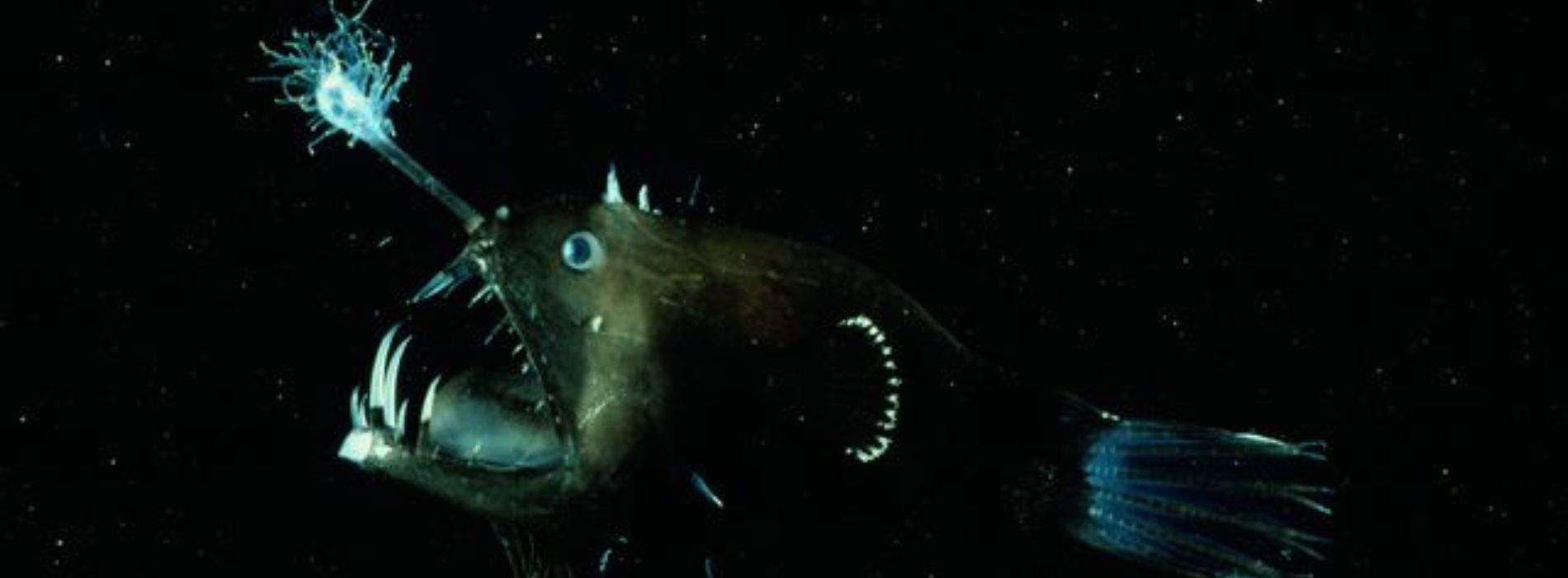 anglerfish-profile-light-shining