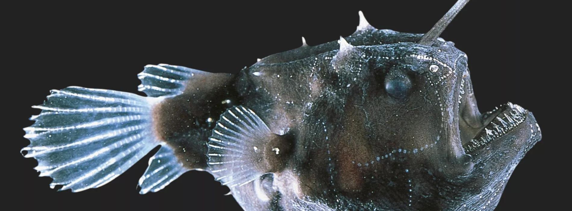 anglerfish-profile-swimming