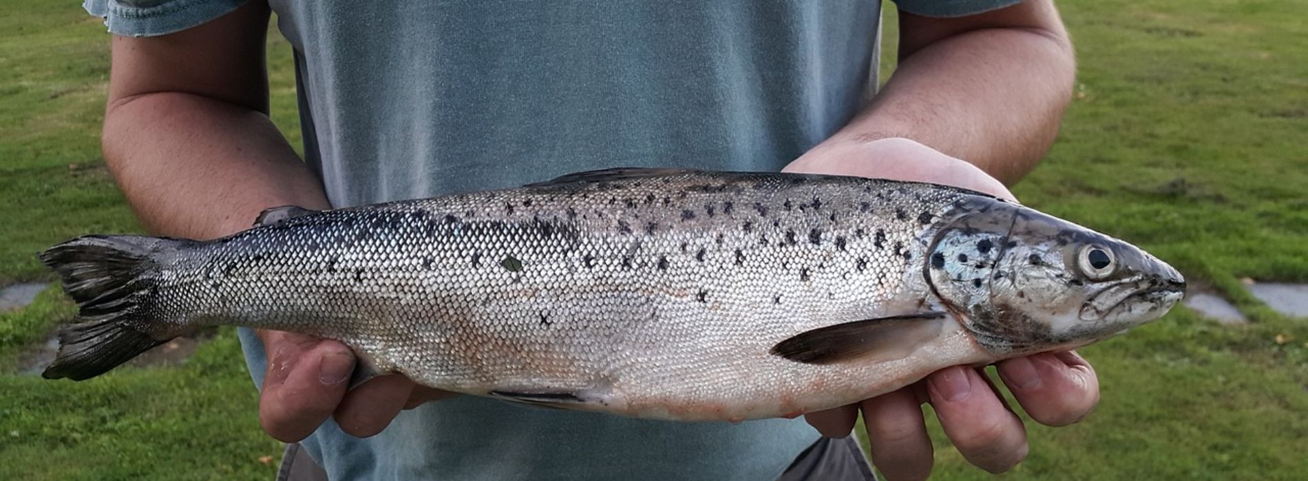 pesca-del-salmón-atlántico