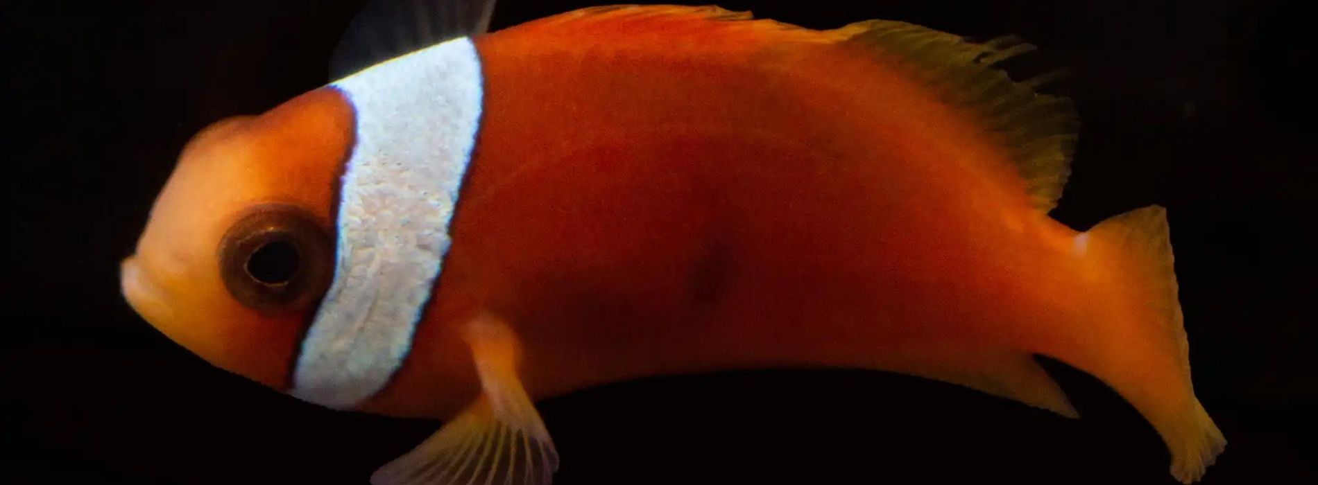 baby-Amphiprion-barberi