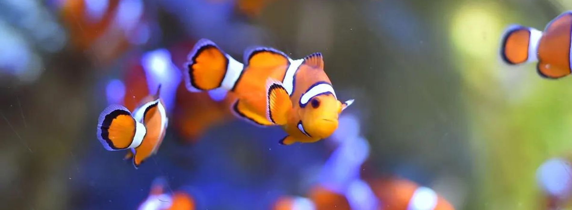 baby-clownfish