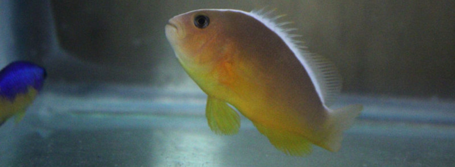 baby-nose-stripe-fish