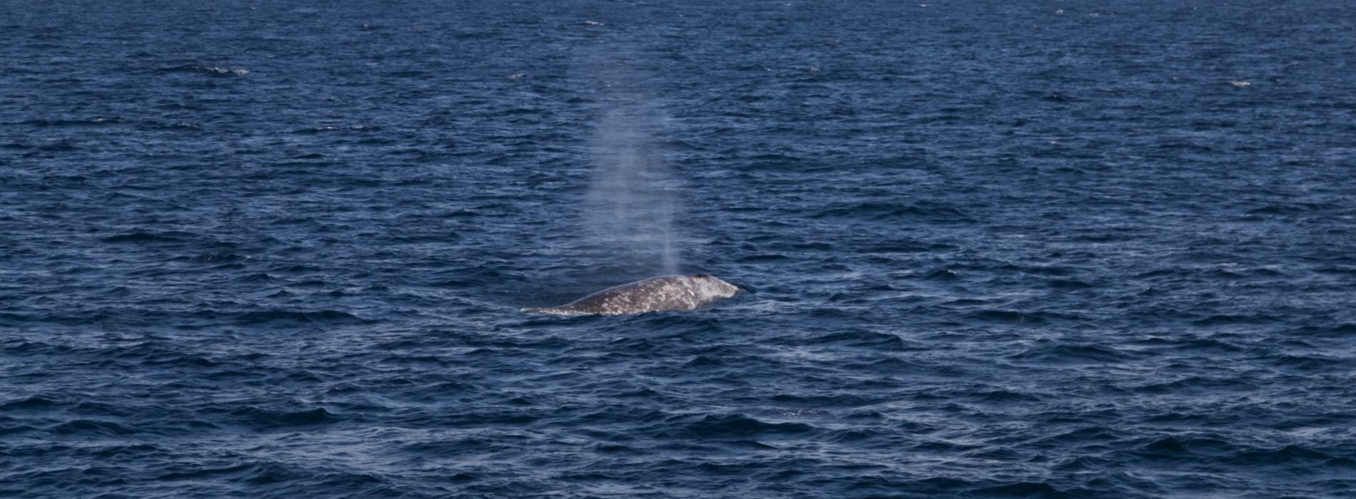 beautiful-whale-in-san-diego