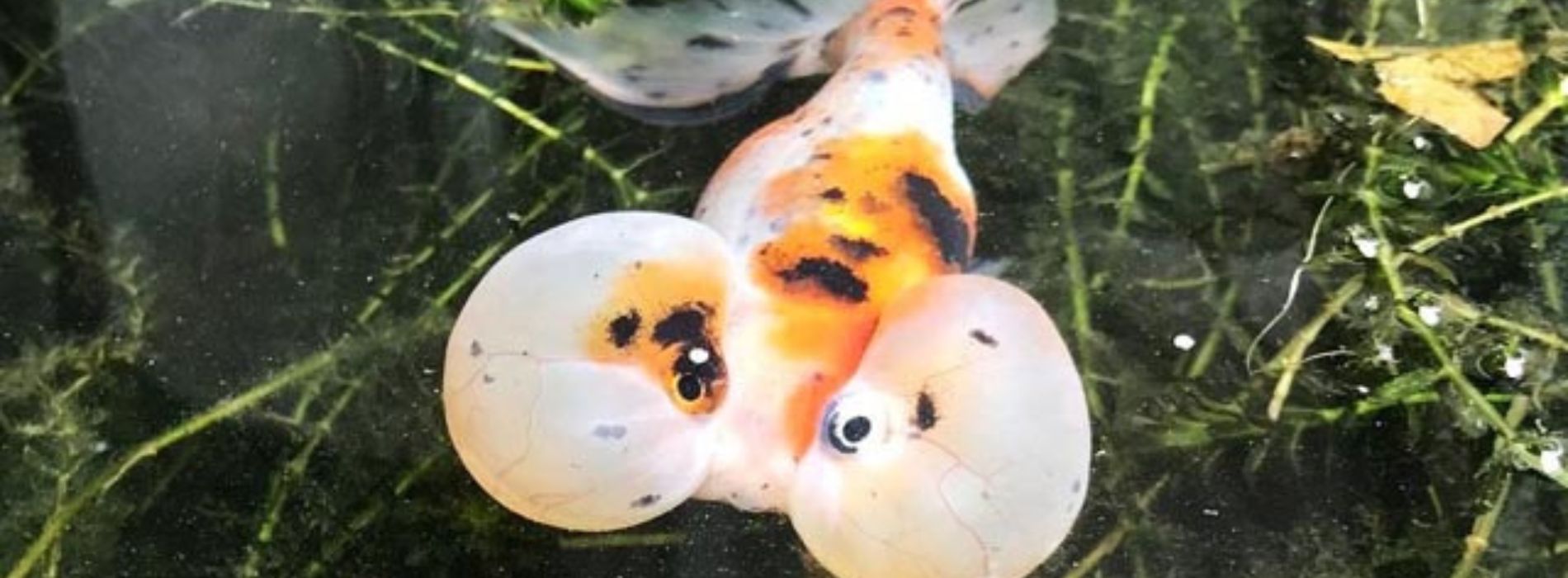 big-bubble-eye-goldfish