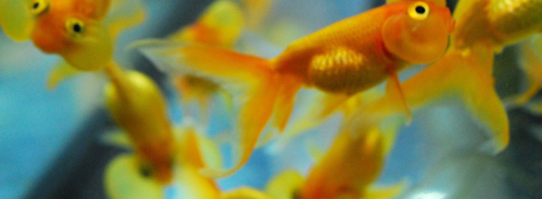 bubble-eye-goldfishes-swimming-in-a-big-tank