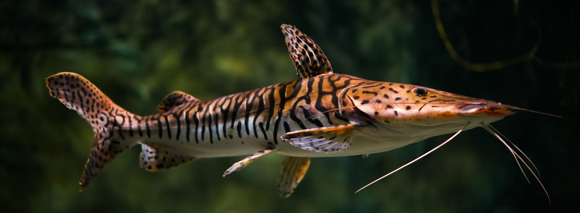 catfish-Tiger-shovelnose