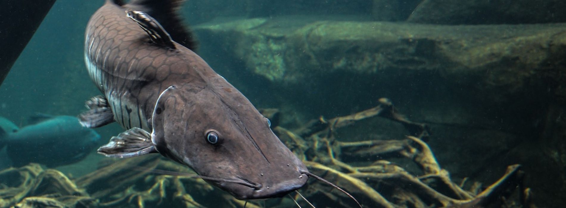 catfish-front-view
