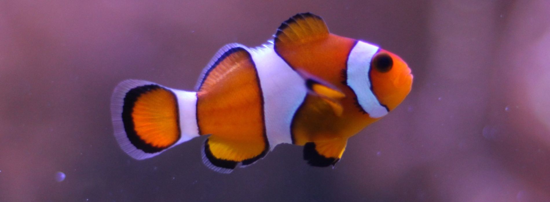 clownfish-in-aquarium