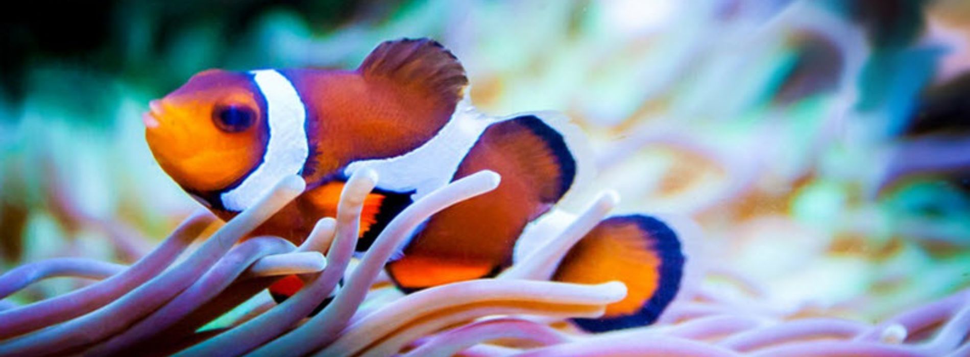 clownfish-swimming-in-the-corals