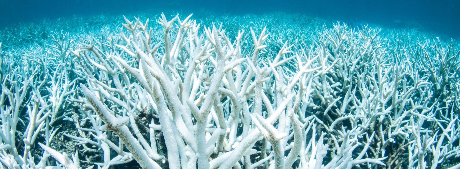 blanqueamiento-de-arrecifes-de-coral