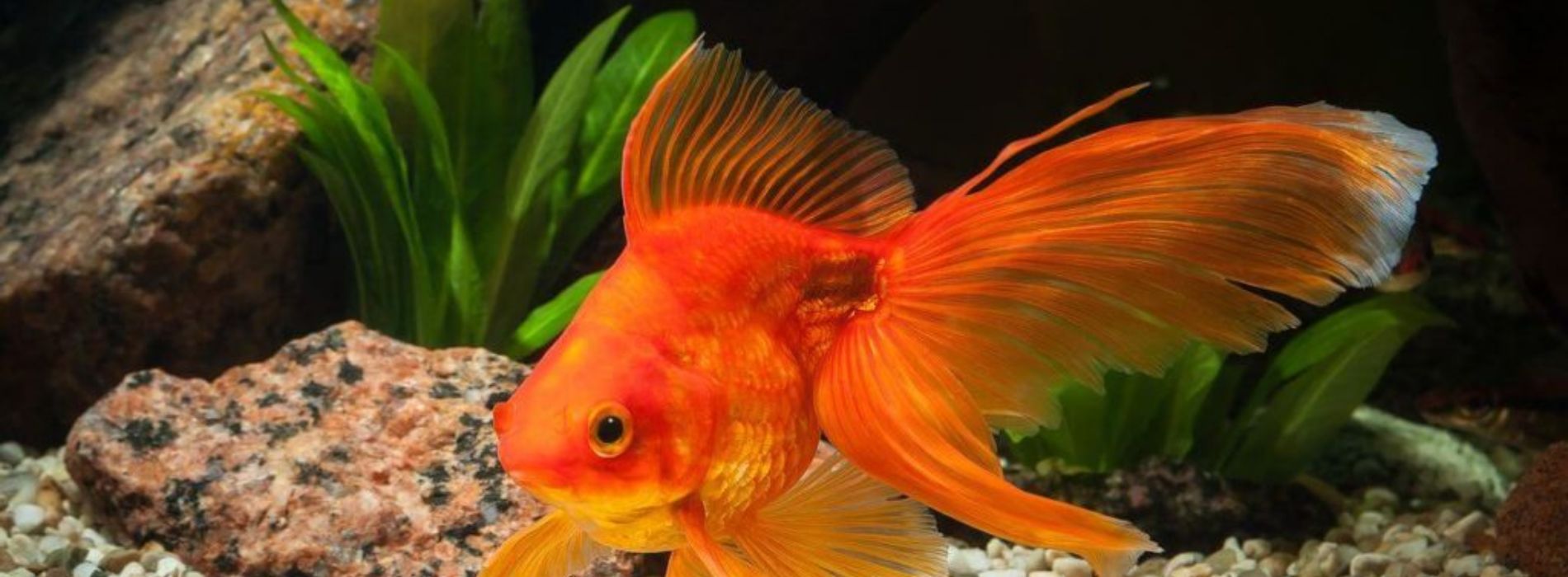 fantail-goldfish-front-view