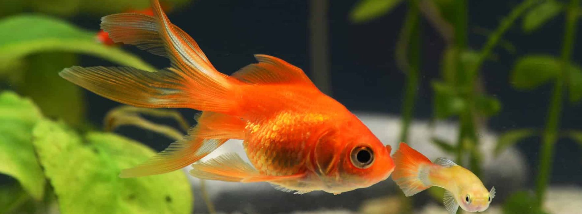 fantail-goldfish-swimming-with-smal-fish