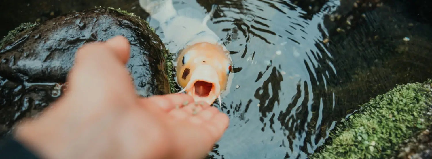 feeding-the-koi