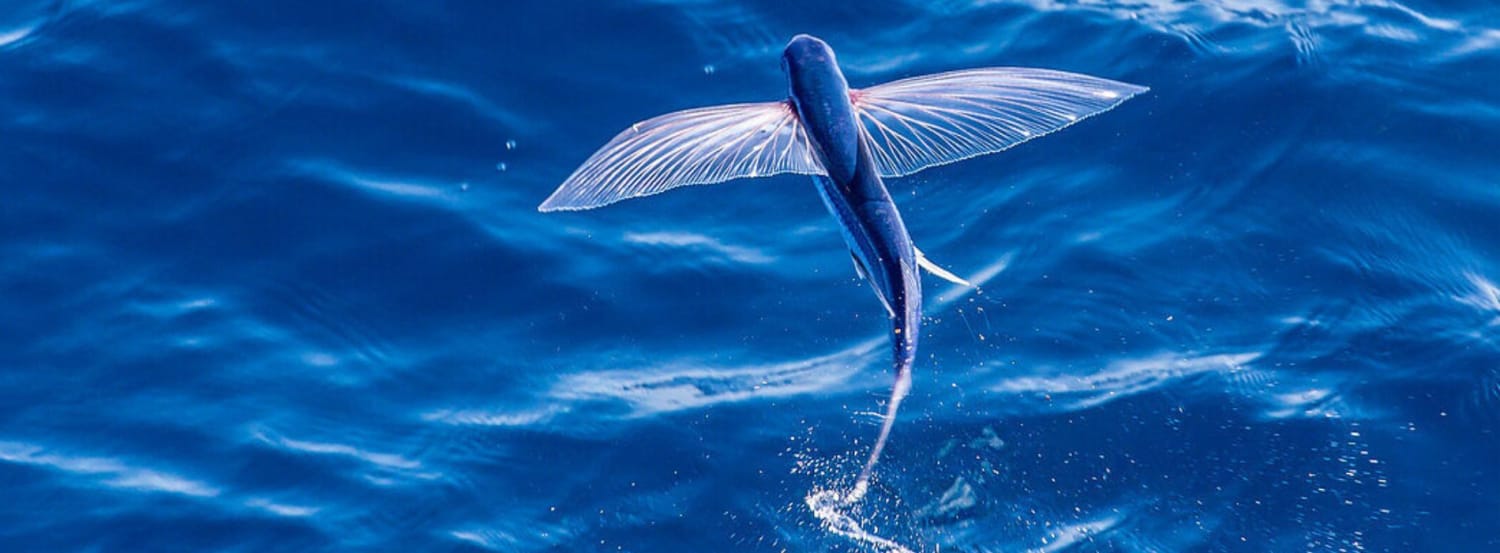 flying-fish-anatomy