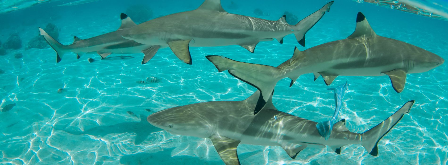 group-of-sharks