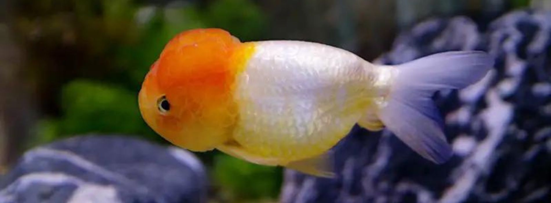 little-Lionhead-Goldfish