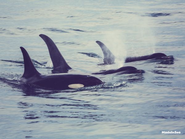 Orca-Gruppenjagd