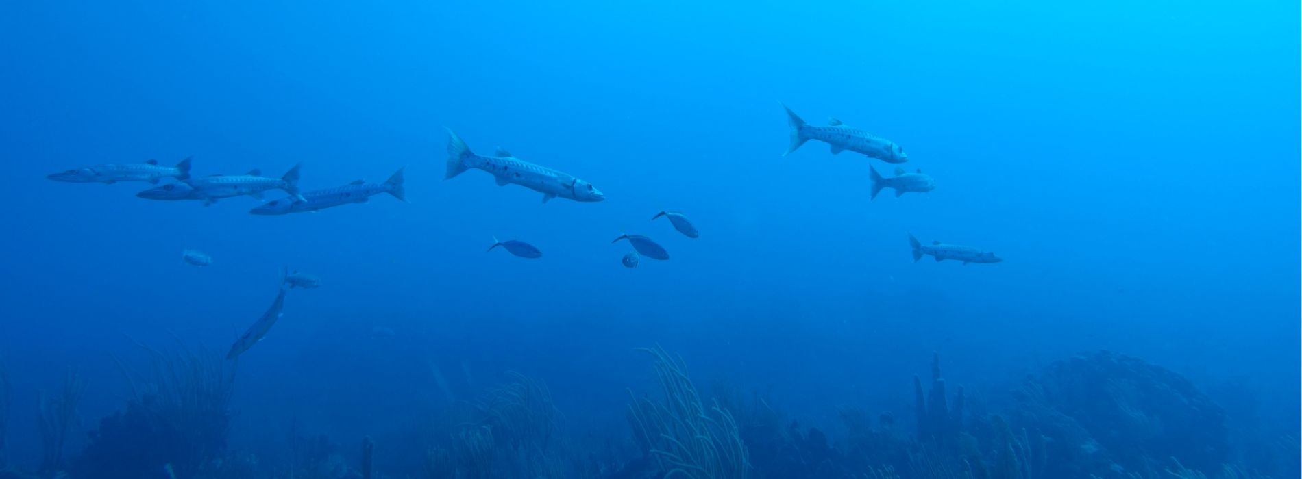 Unterwassertauchgang in Puerto Rico