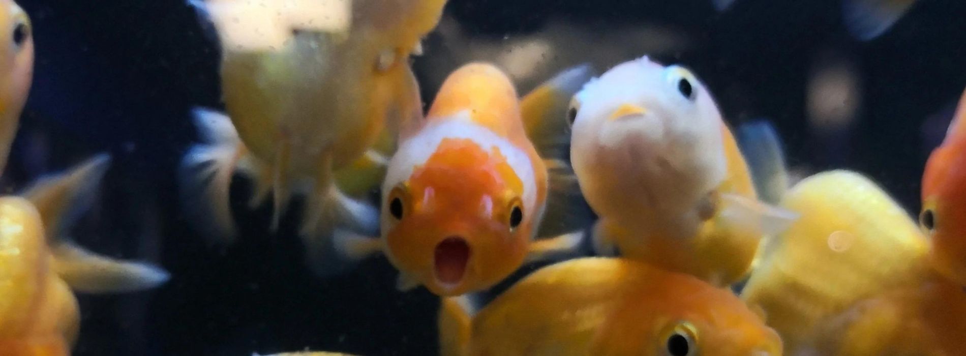ranchu-goldfish-breeding