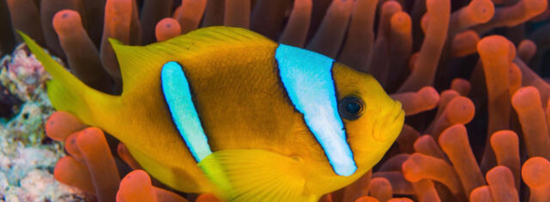 Clownfische aus dem Roten Meer, die in Anemonen schwimmen