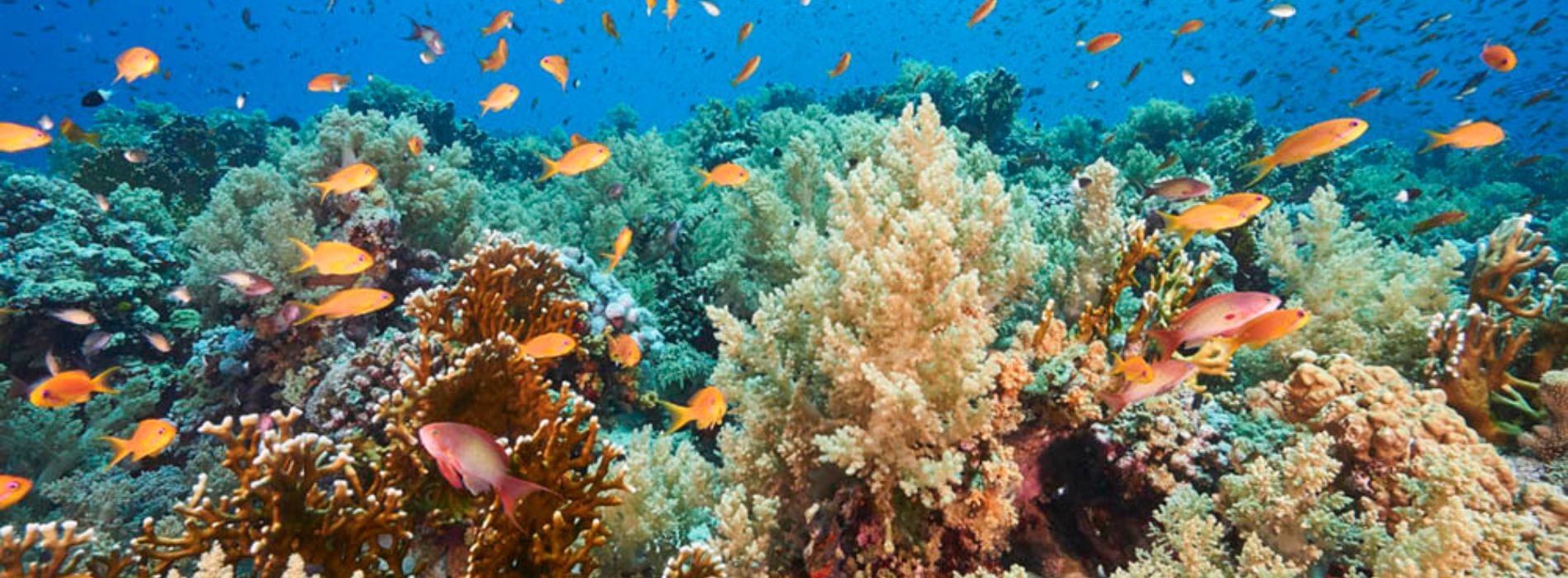red-sea-reefs