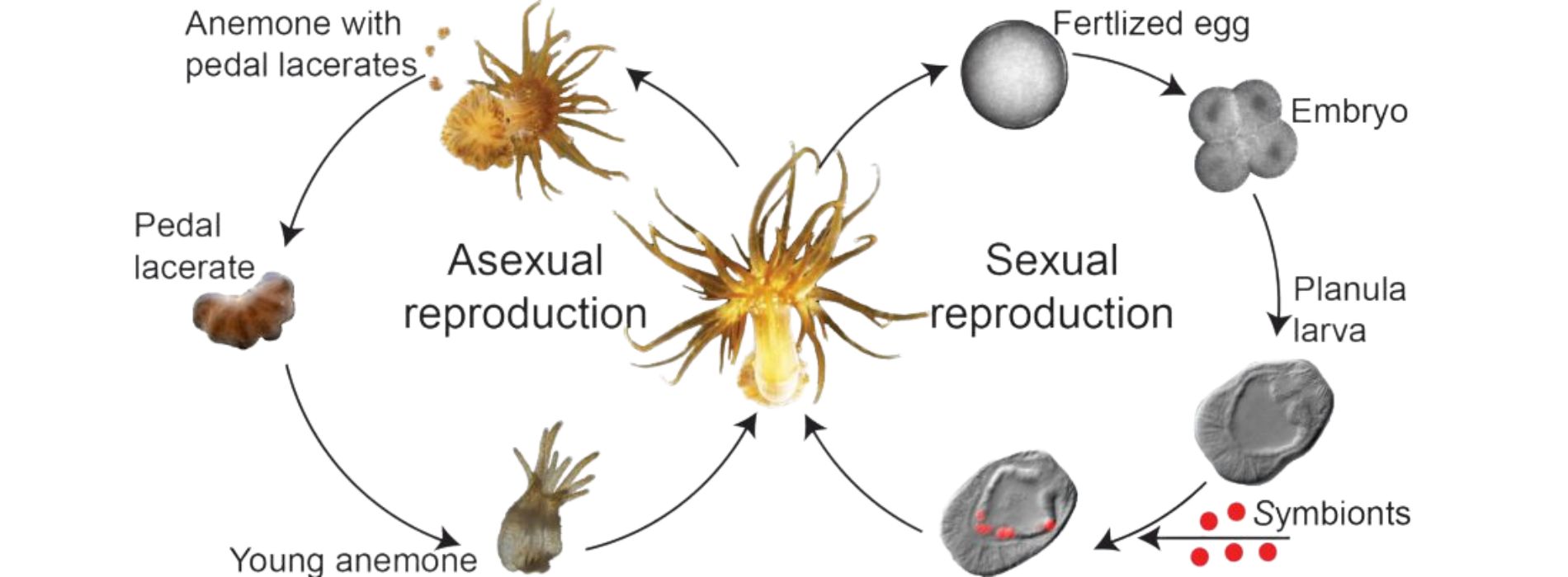 sea-anemones-asexual-and-sexual-reproduction-chart