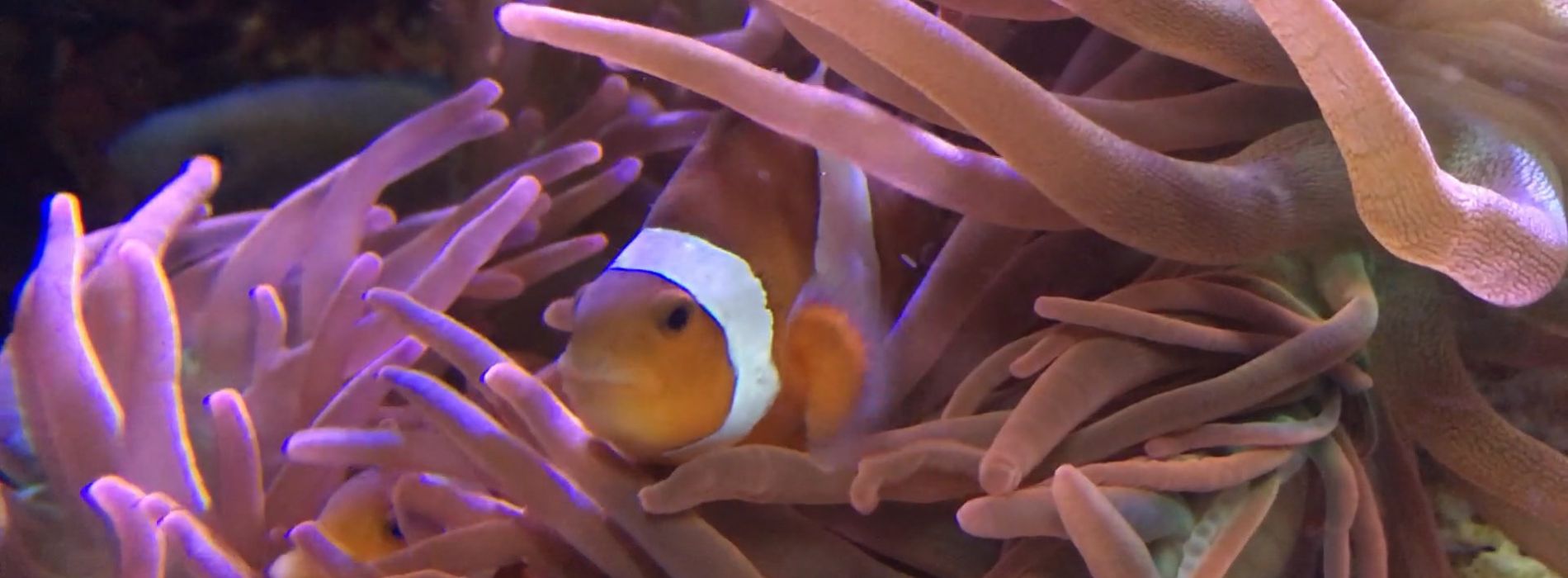 sea-anemones-eating-fish
