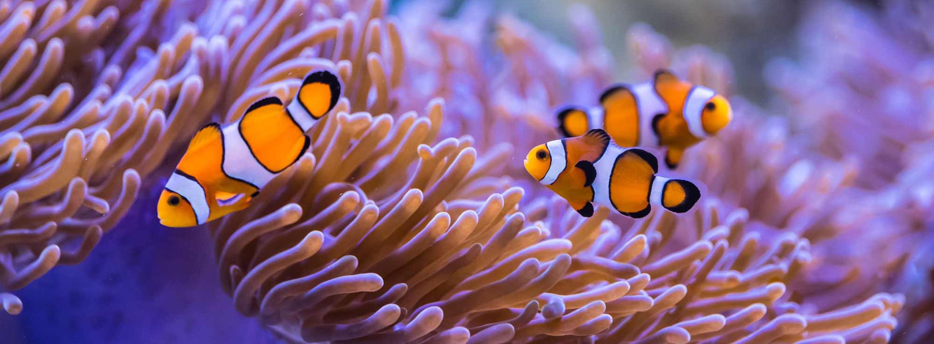 sea-anemones-habitat-and-environment