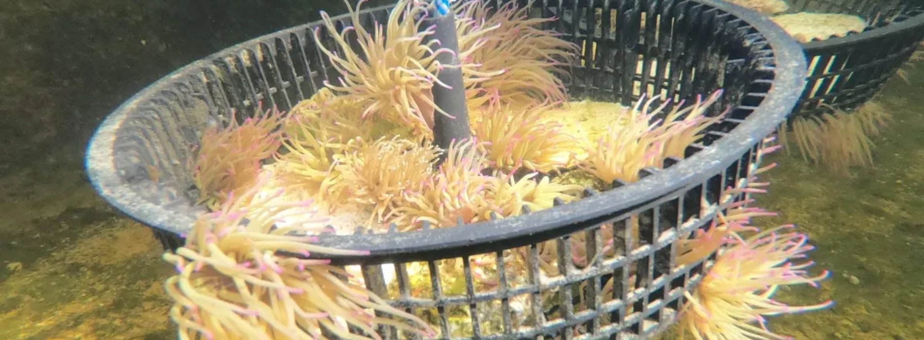 sea-anemones-in-a-bucket