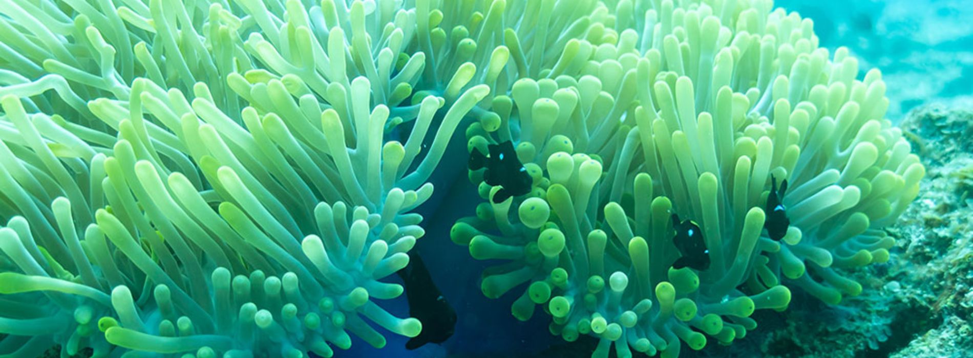 sea-anemones-overview
