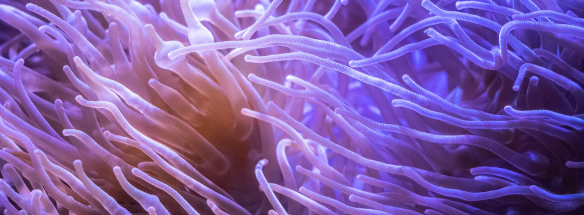 sea-anemones-tentacles