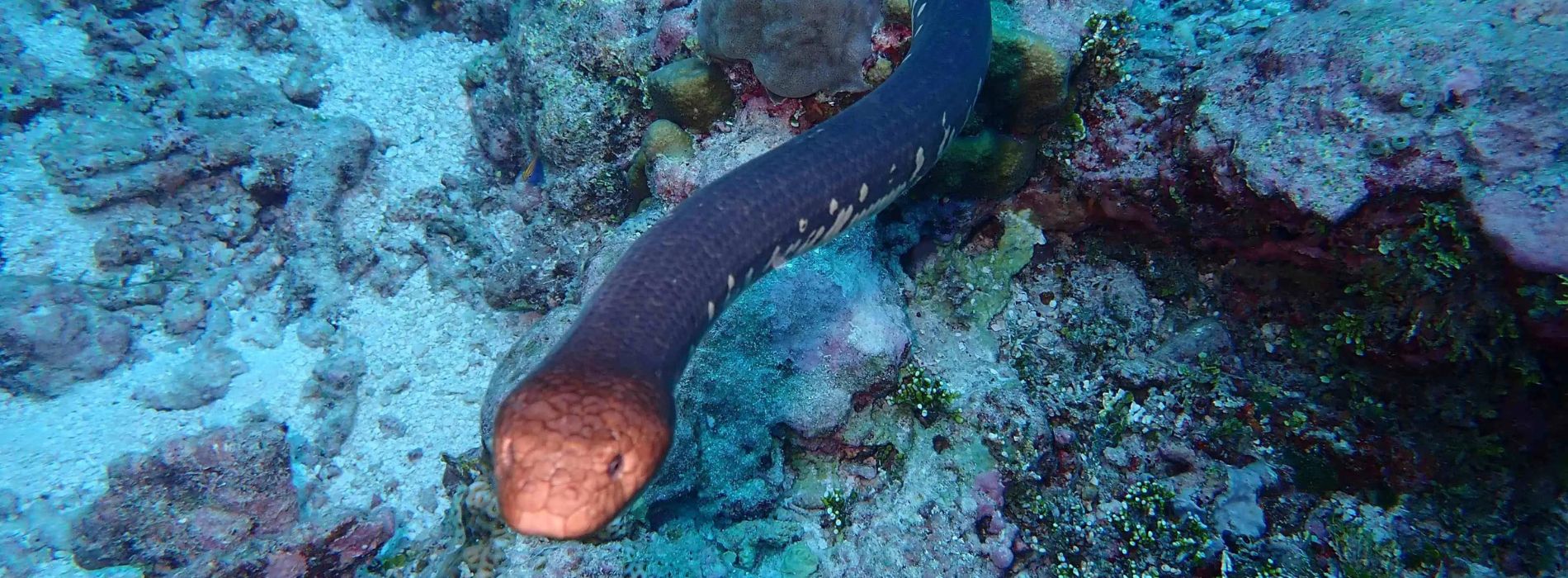sea-snake-hiding-in-coral-reefs