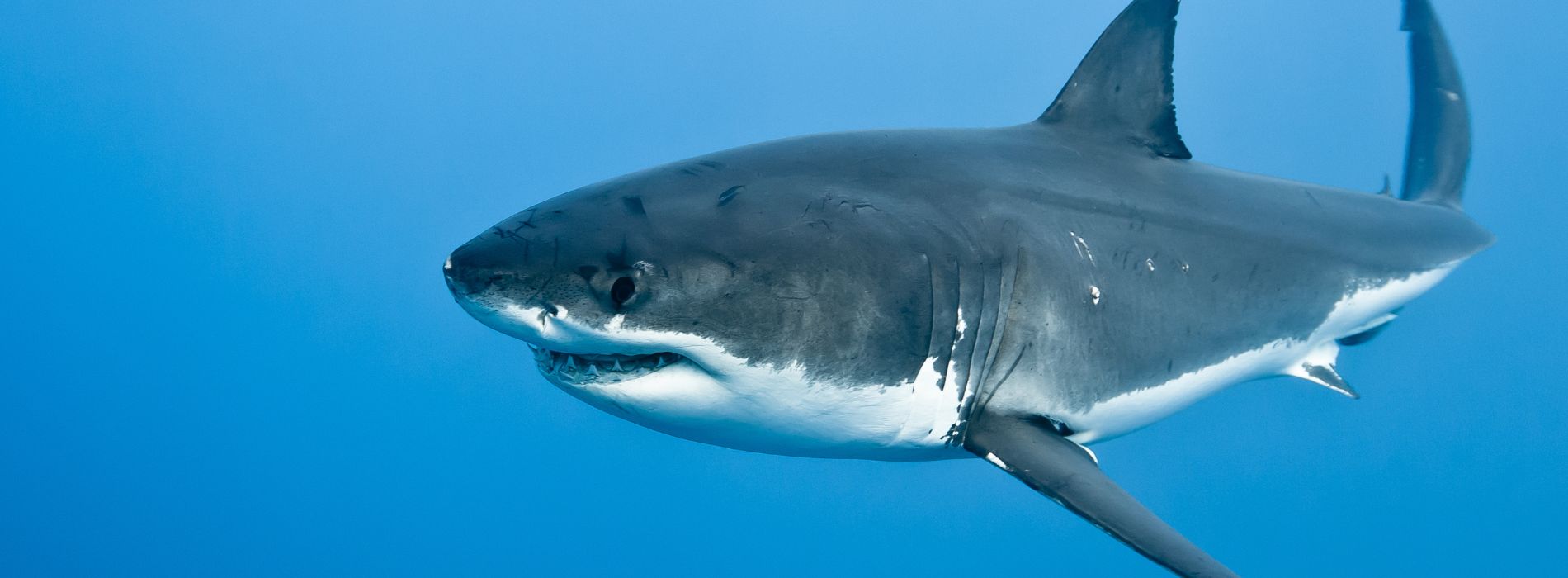 shark-close-up-encounter