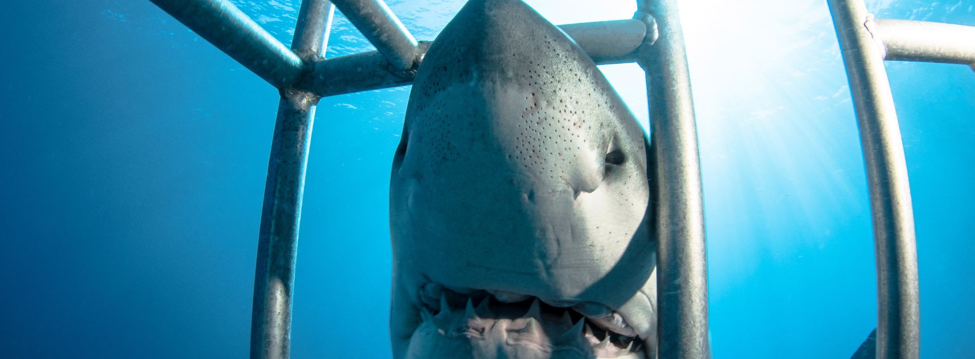shark-diving-with-a-shark-chewing-on-the-cage