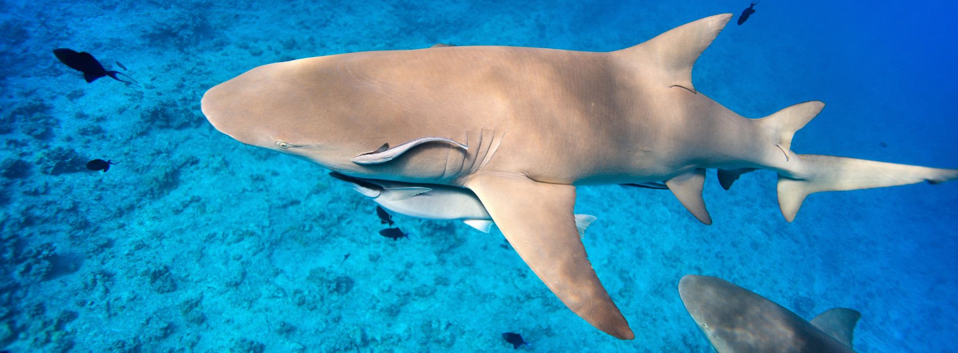 shark-family-swimming