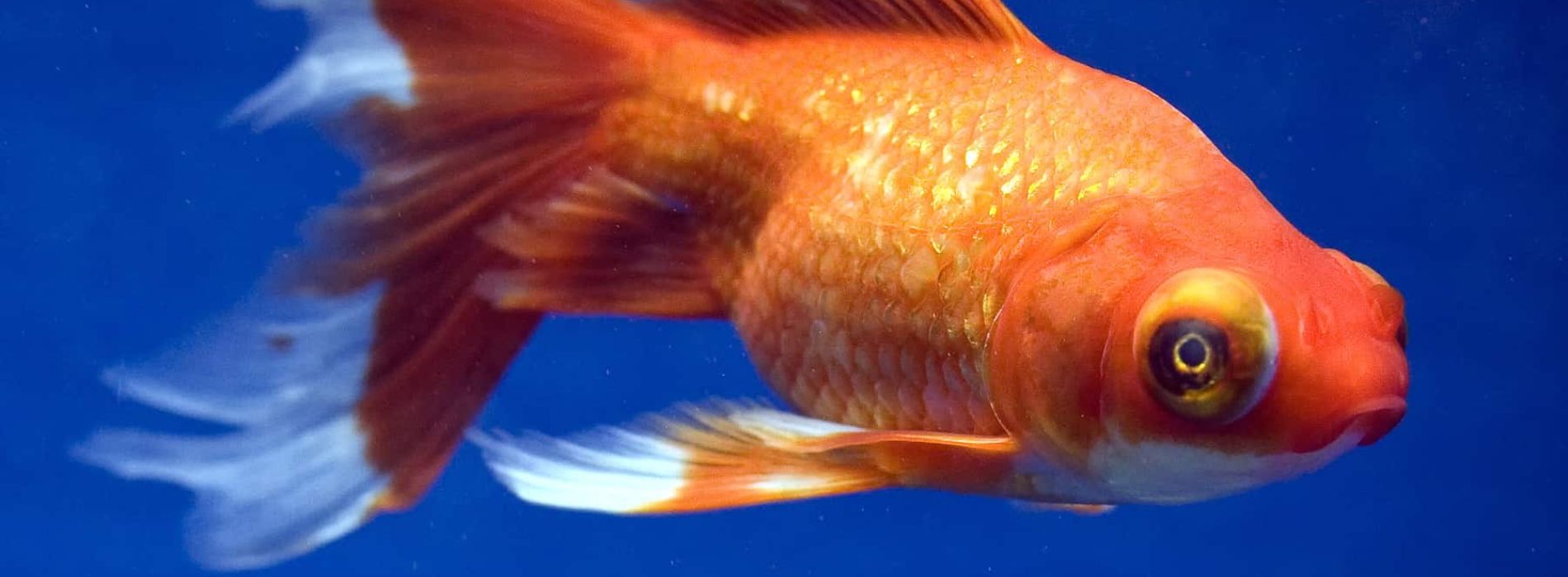 telescope-goldfish-swimming-in-an-aquarium-with-friends