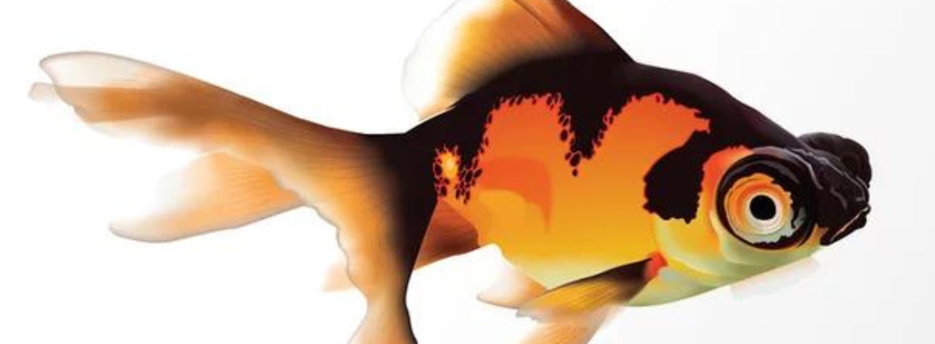 telescope-goldfish-symbolism