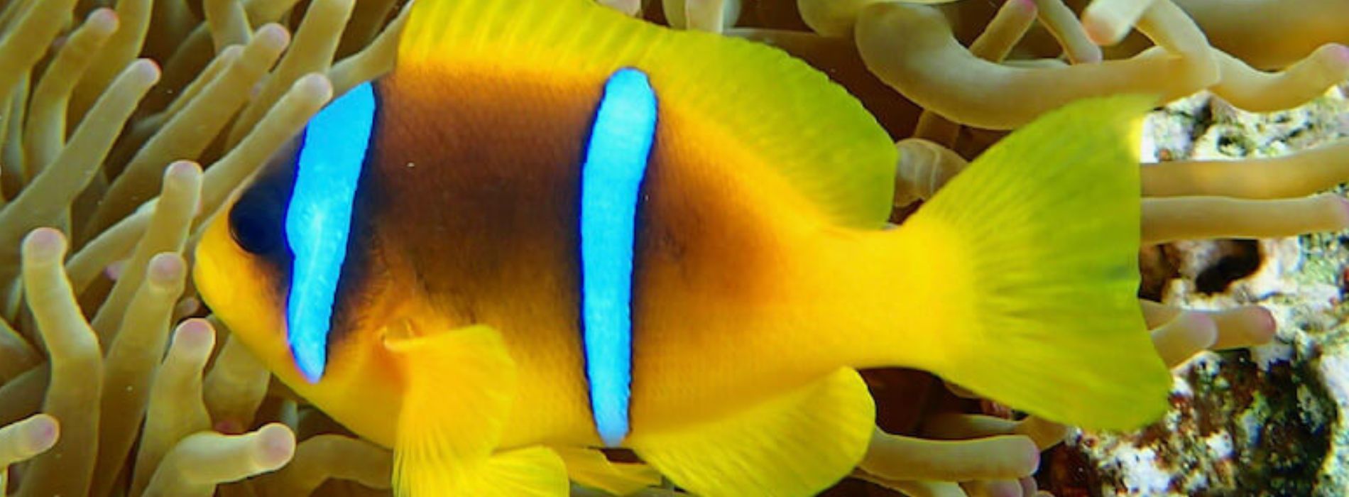 two-banded-anemonefish-swimming