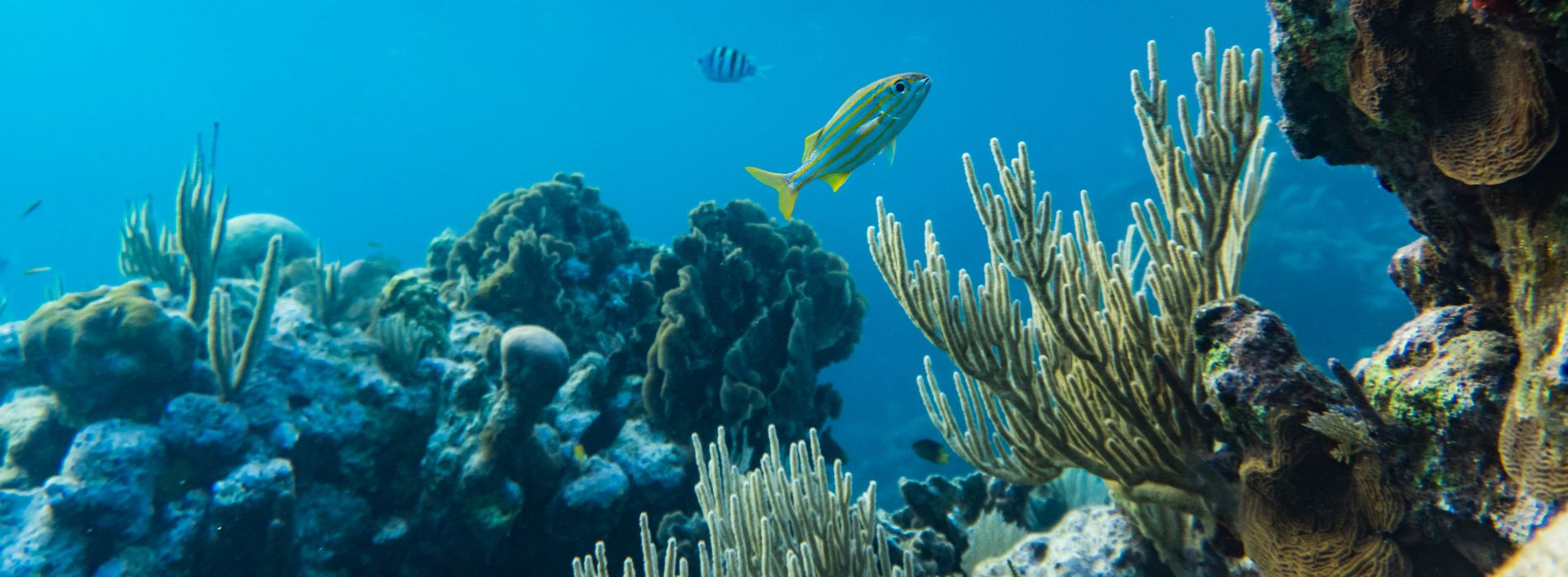 underwater-coral-view