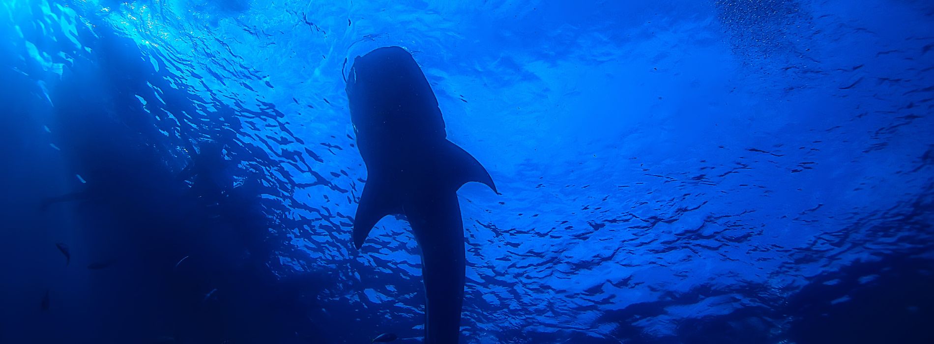whale-shark-encounter