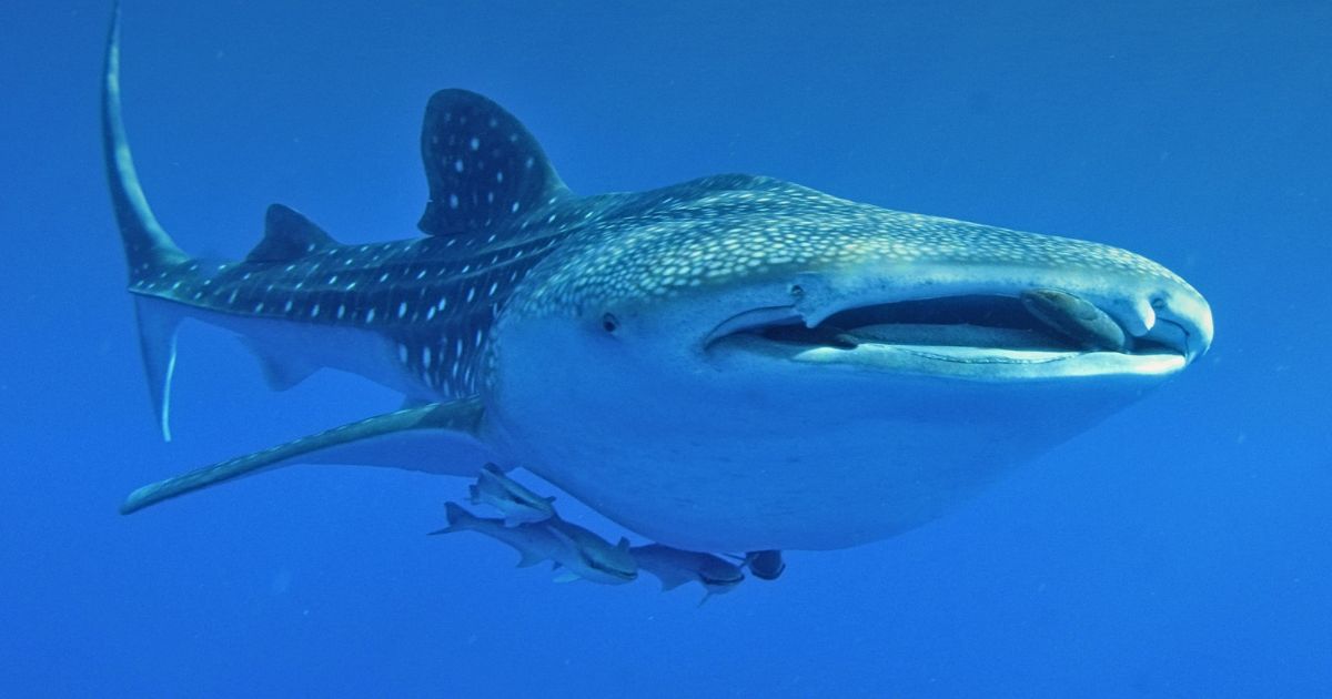 whale-shark