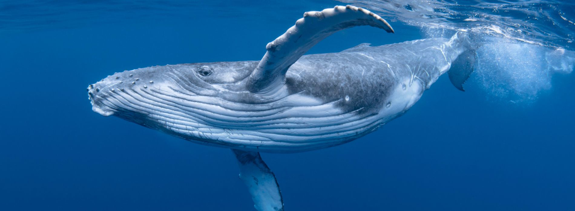 young-humpback-whale-swimming
