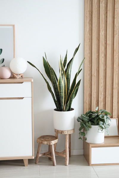 a corner in a home with some small and medium-size plants. The wall is white