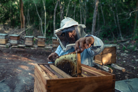 Mexico 2019 - Apiculture - Mrs. Mirna Chan Col's son, Mr. Didier Ucan (29) in their bees hives in Chuchub, Yucatán, México on a Tuesday, June 18th, 2019.