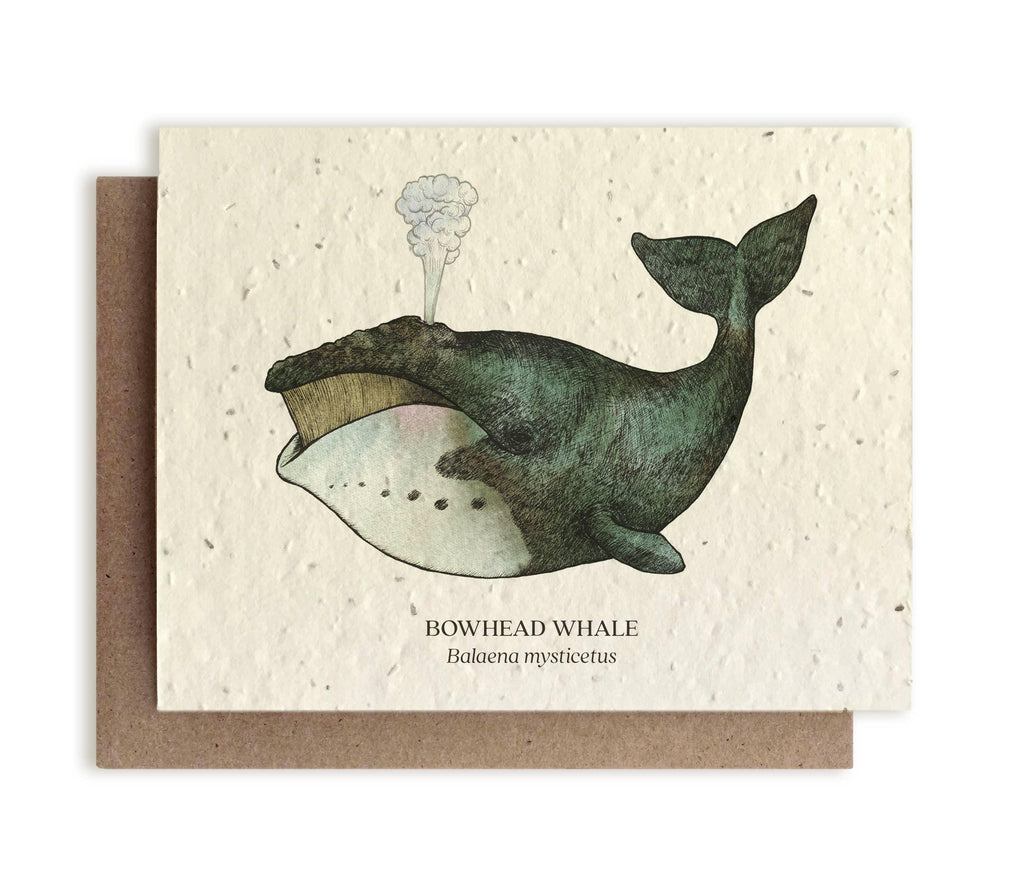 Bowhead Whale &verbar; Plantable Wildflower Seed Card