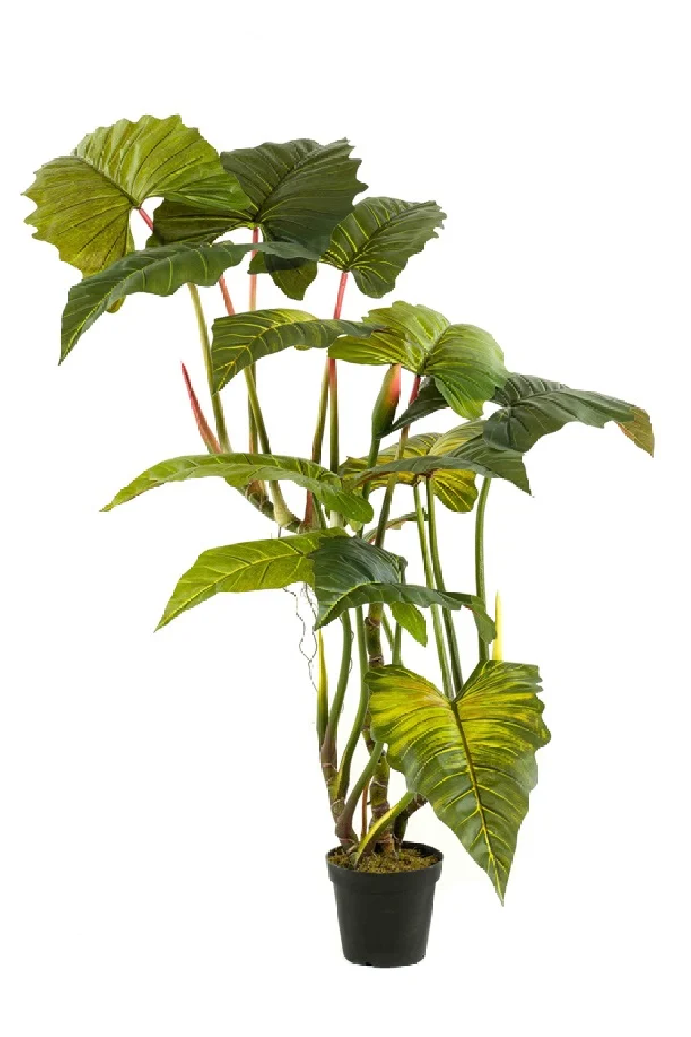 Image of Artificial Elephant Ears Plant Set (2) | Emerald Colocasia On Trunk