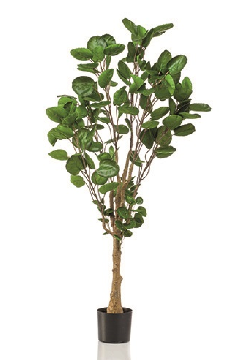 Image of Artificial Dicot Dwarf Tree | Emerald Polyscias