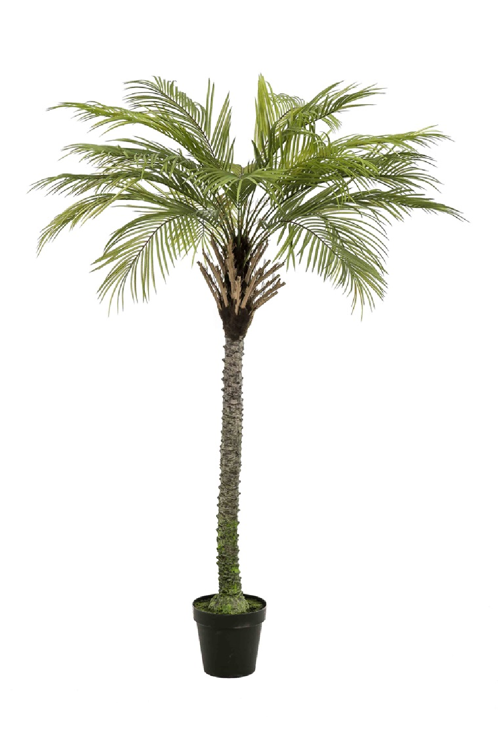 Image of Artificial Date Tree Set (2) | Emerald Phoenix Palm Deluxe