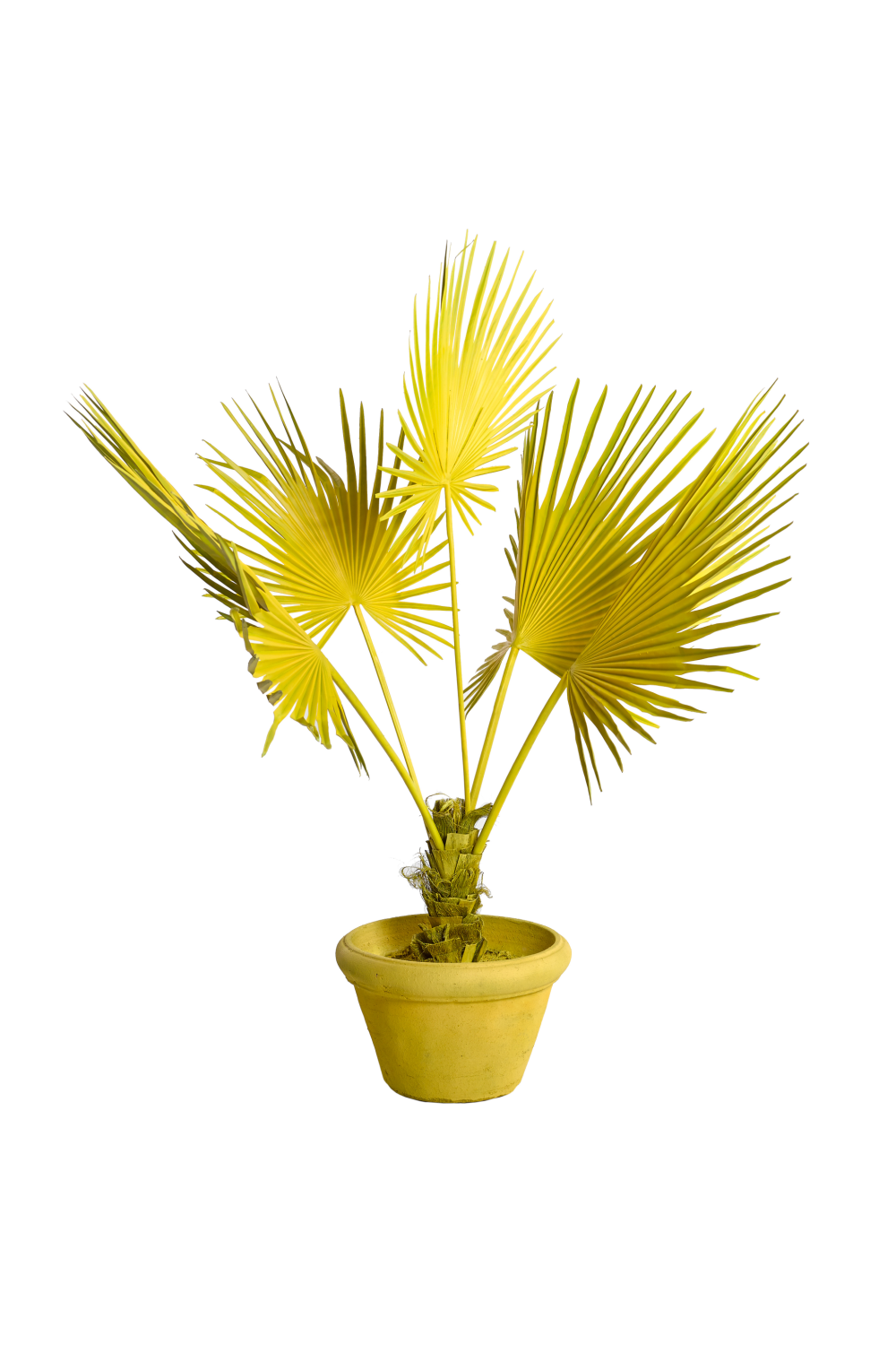 Yellow Decorative Potted Plant Pols Potten Fan Palm Pols Potten - OROA