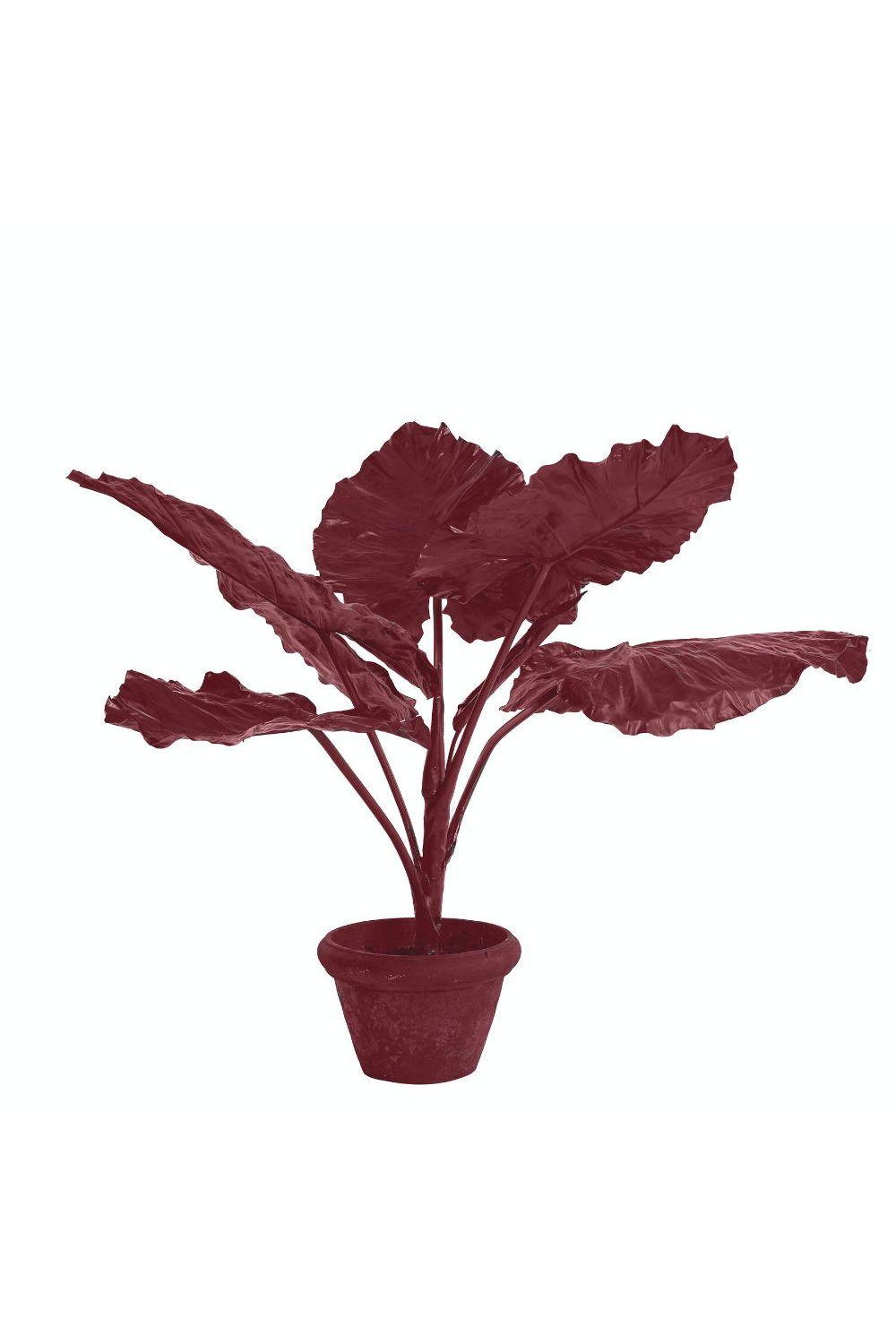 Dark Red Decorative Plant Pols Potten Taro In Pot Pols Potten - OROA